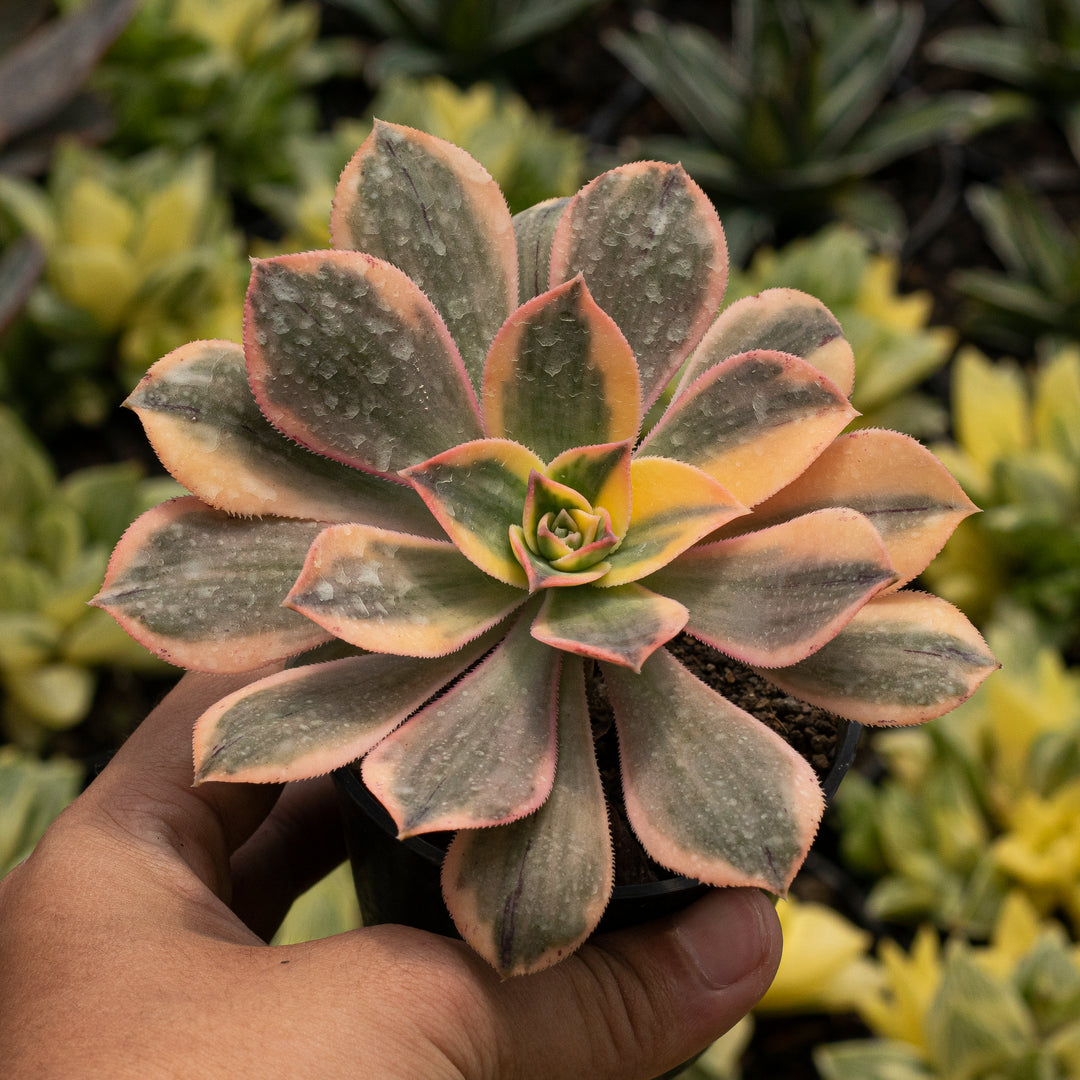 succulent sunburst Echeveria Aonium Sunburst – Succulentasia