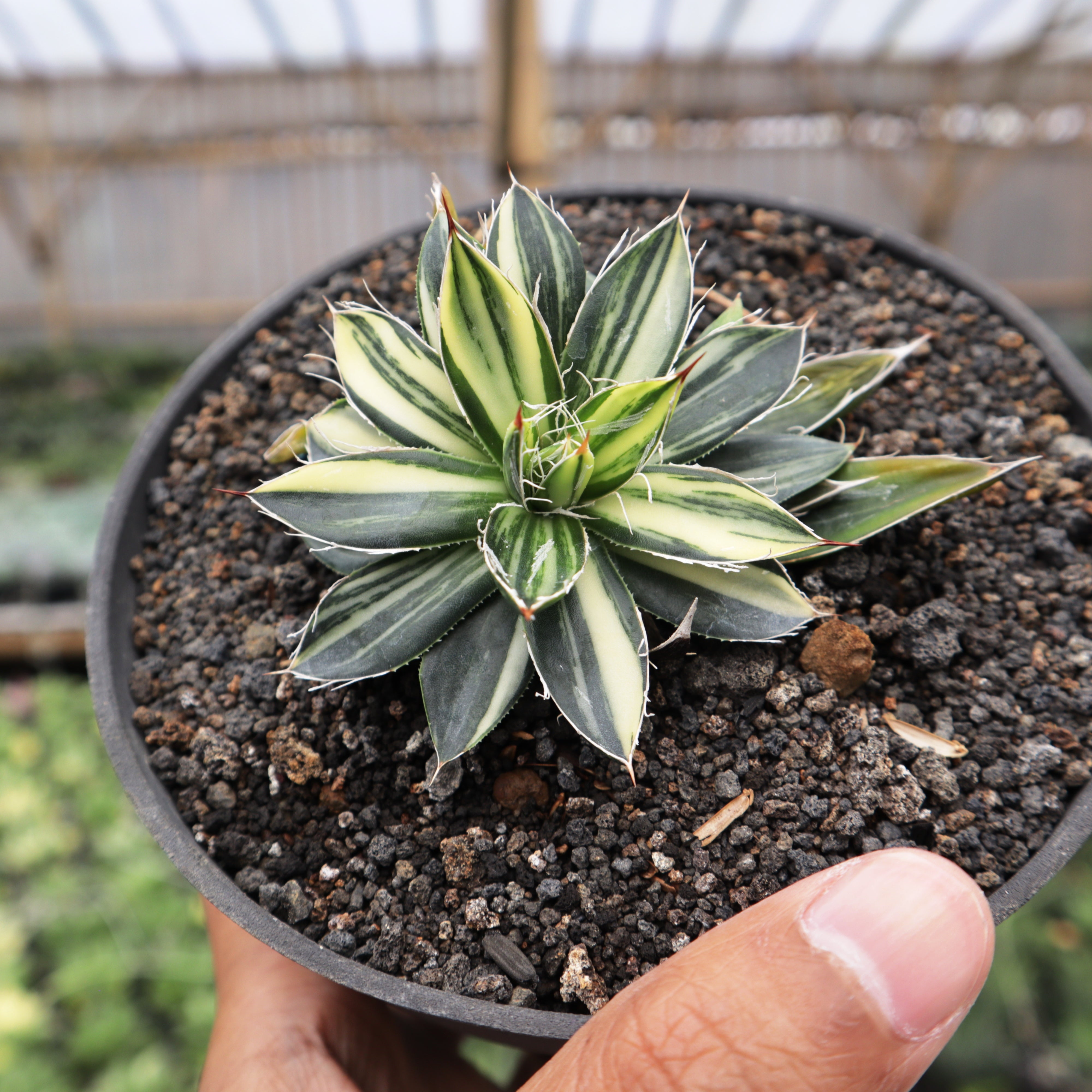 Agave – Succulentasia