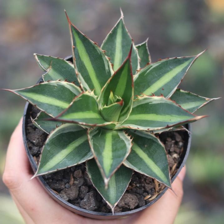 Agave Lophanta