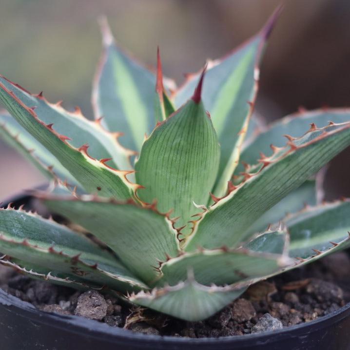 Agave Lophanta