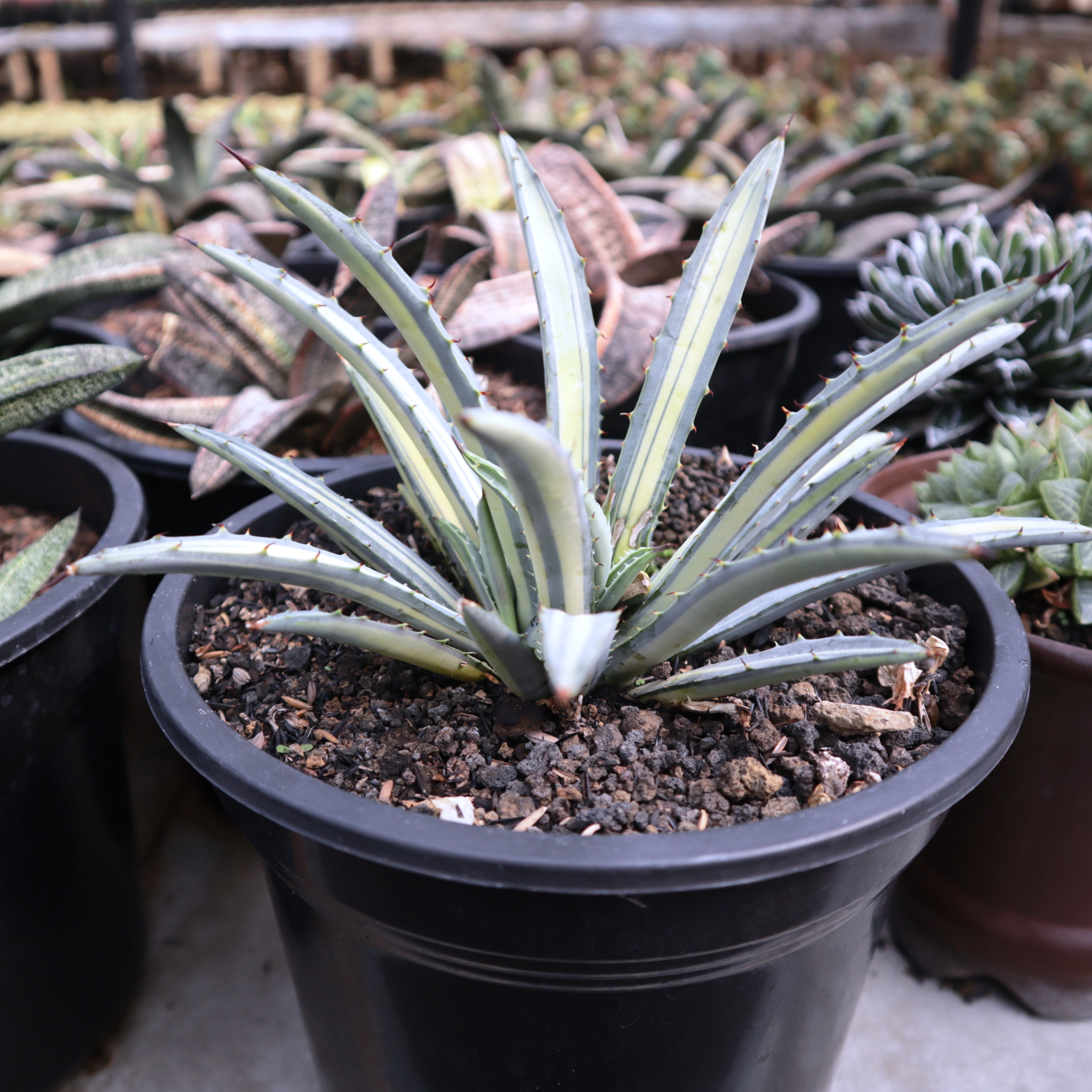 アガベ Agave macroacantha 'Variegata' 313 Agave Macroacantha Variegated – Succulentasia