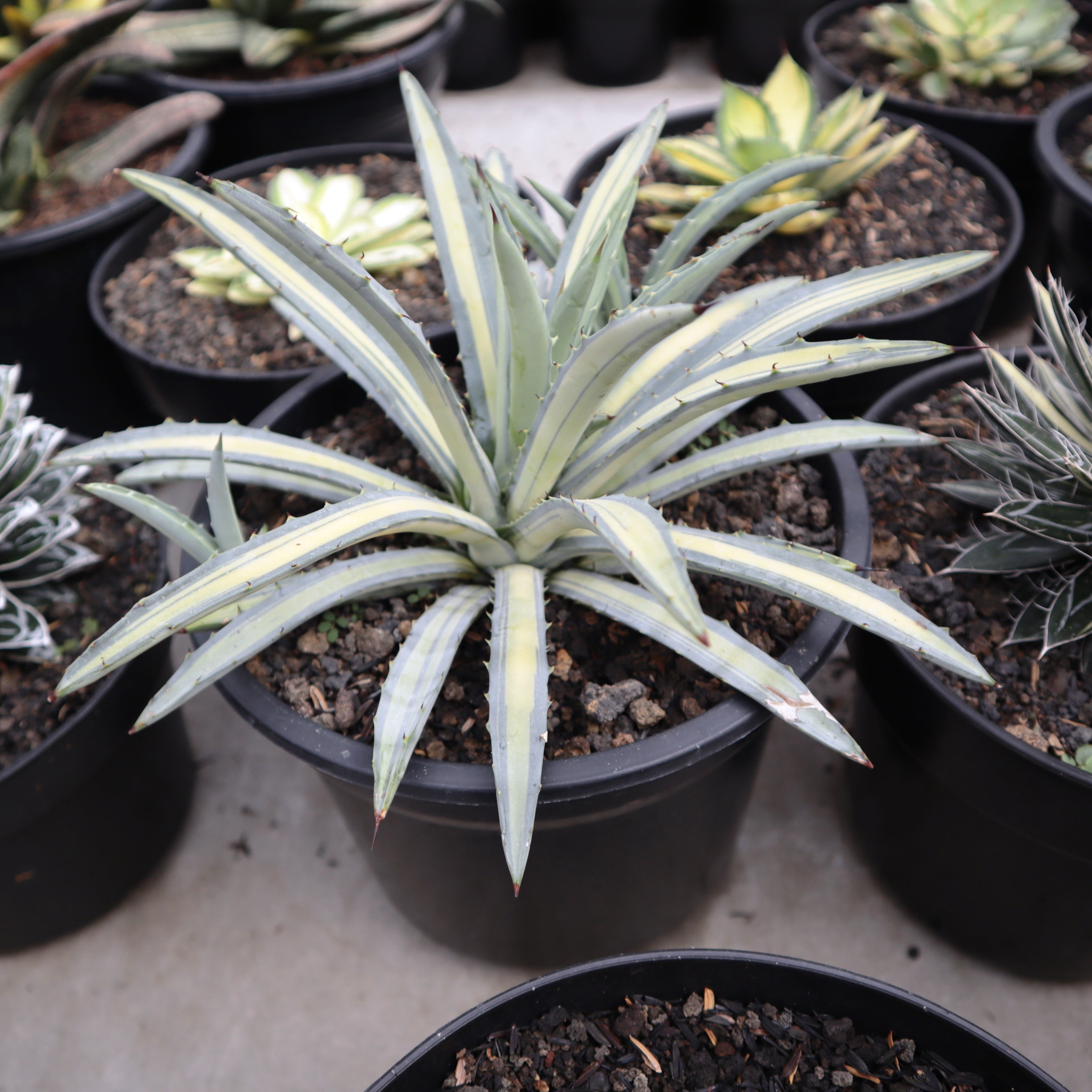 Agave Macroacantha Variegated – Succulentasia