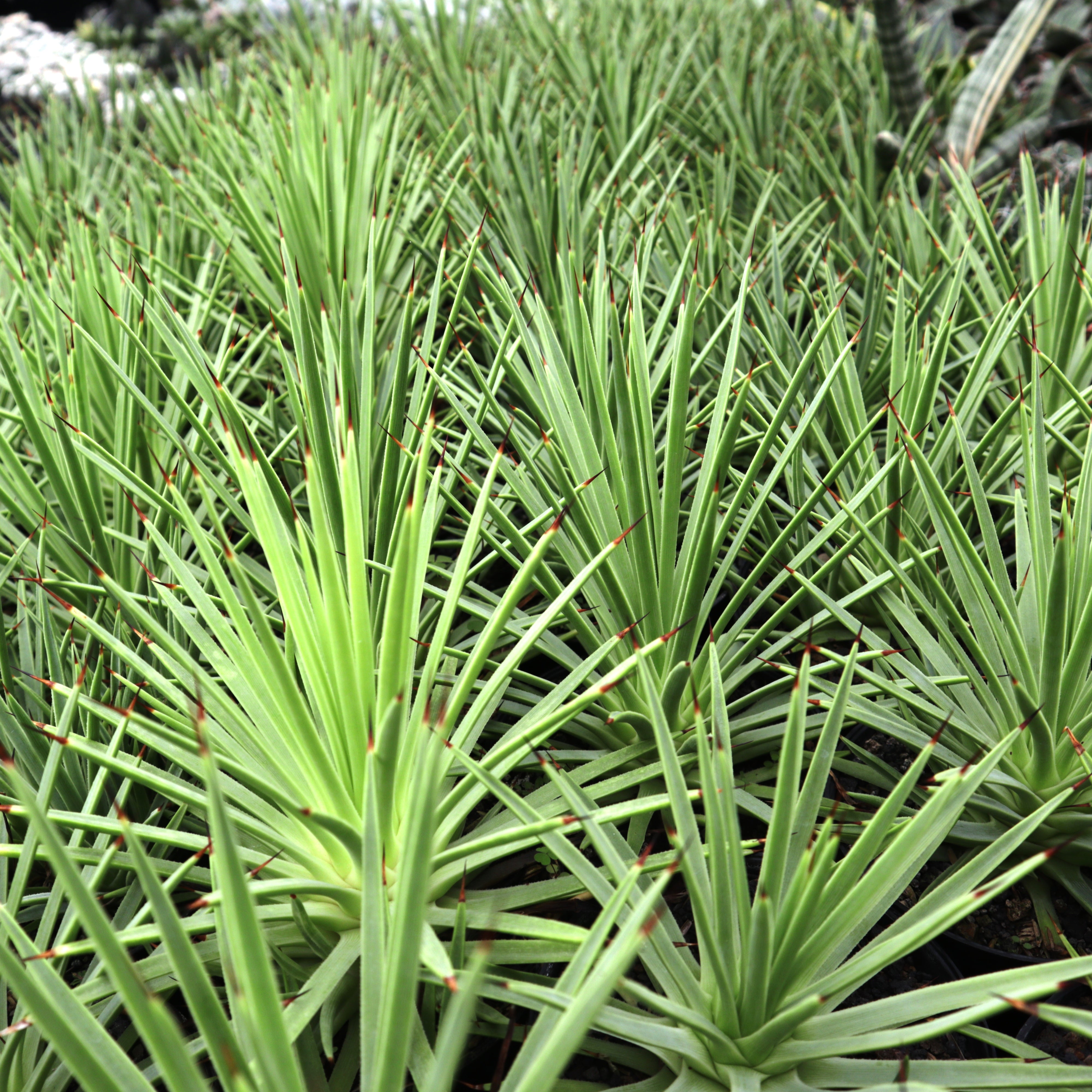 Agave Stricta Nana – Succulentasia