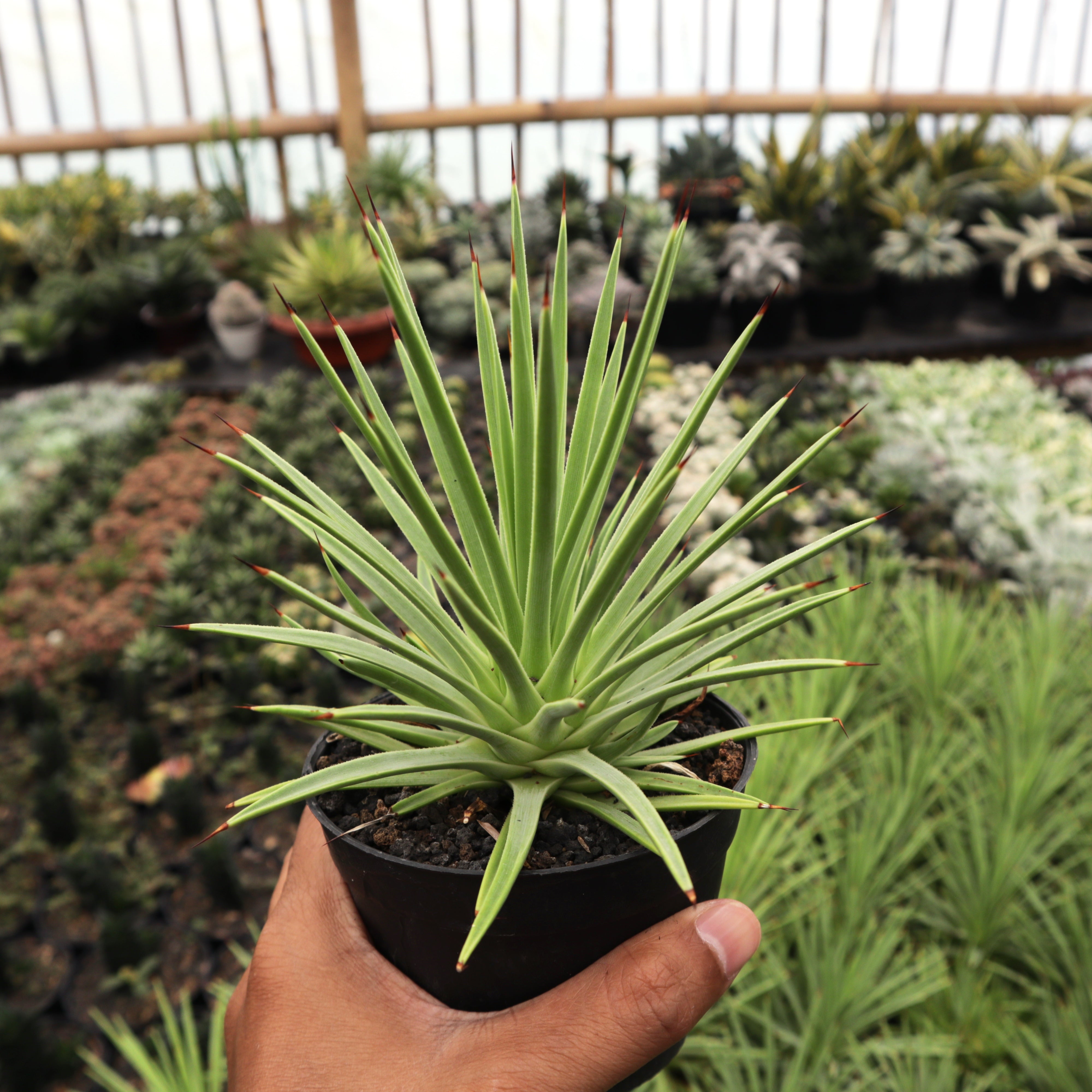 Agave Stricta Nana – Succulentasia