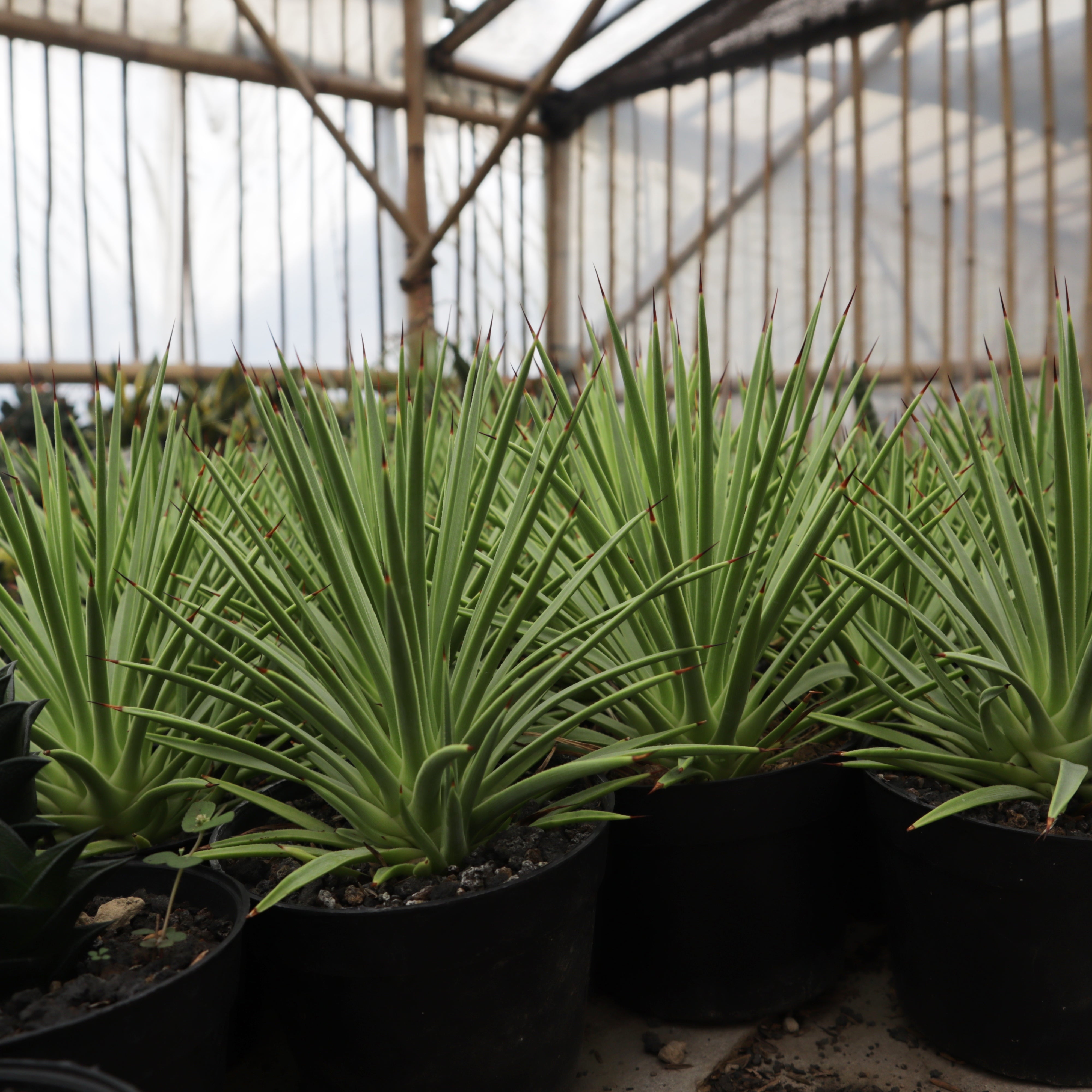 Agave Stricta Nana – Succulentasia