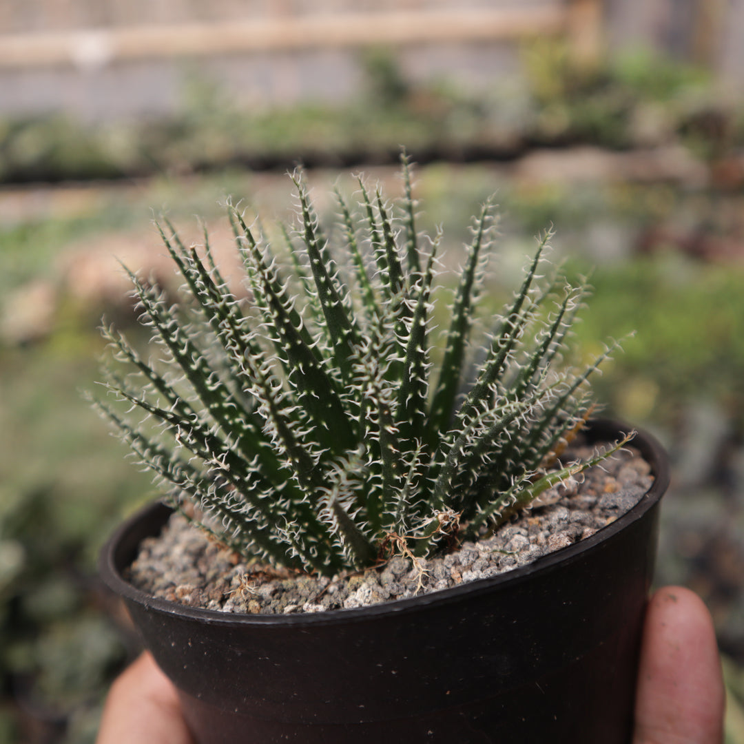 Aloe Haworthioides