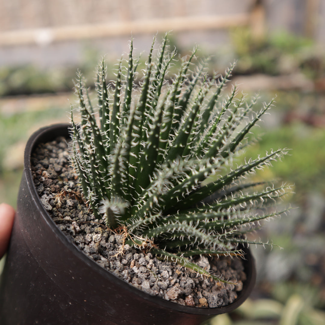 haworthia aloe succulent Aloe Haworthioides – Succulentasia