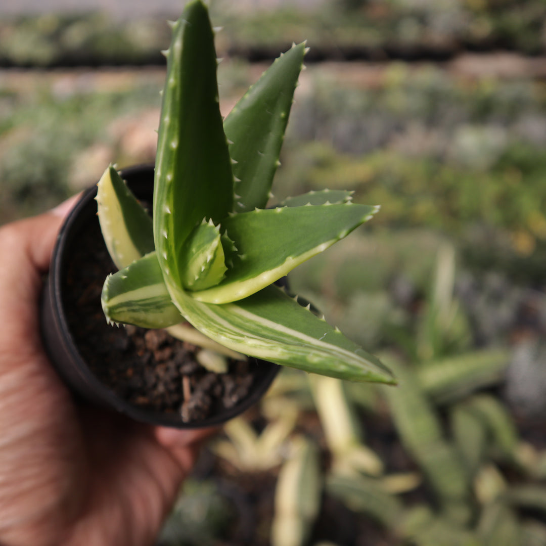 Aloe Mitriformis