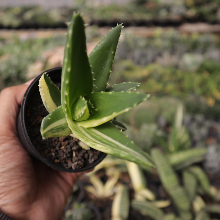 Aloe Mitriformis