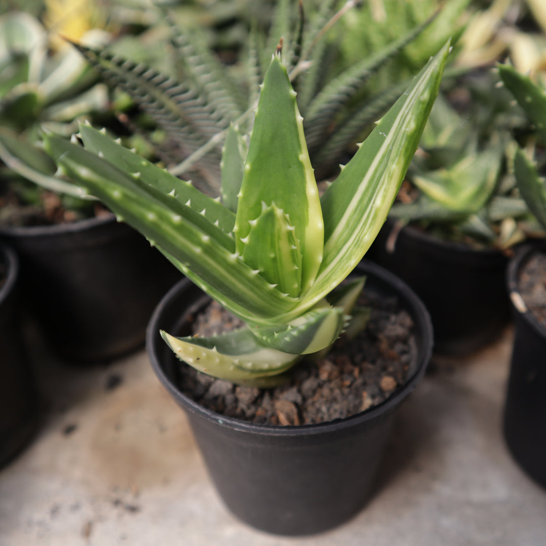 Aloe Mitriformis