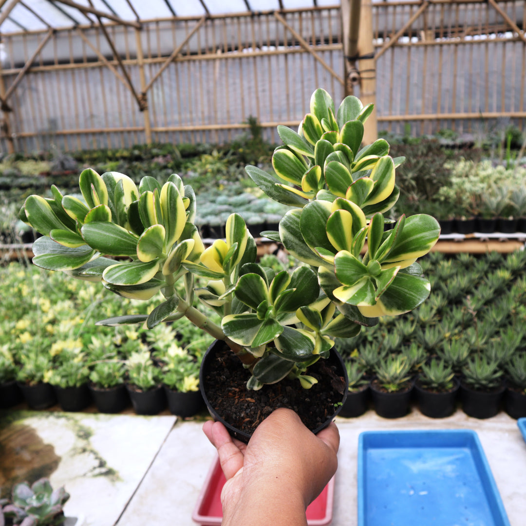 Crassula Ovata Jade Variegated