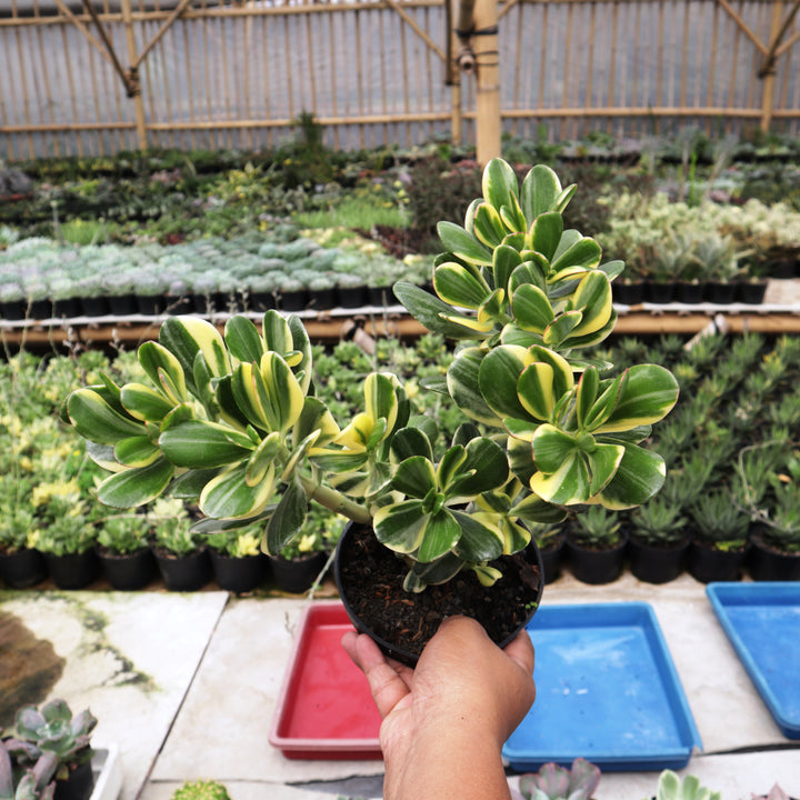 Crassula Ovata Jade Variegated