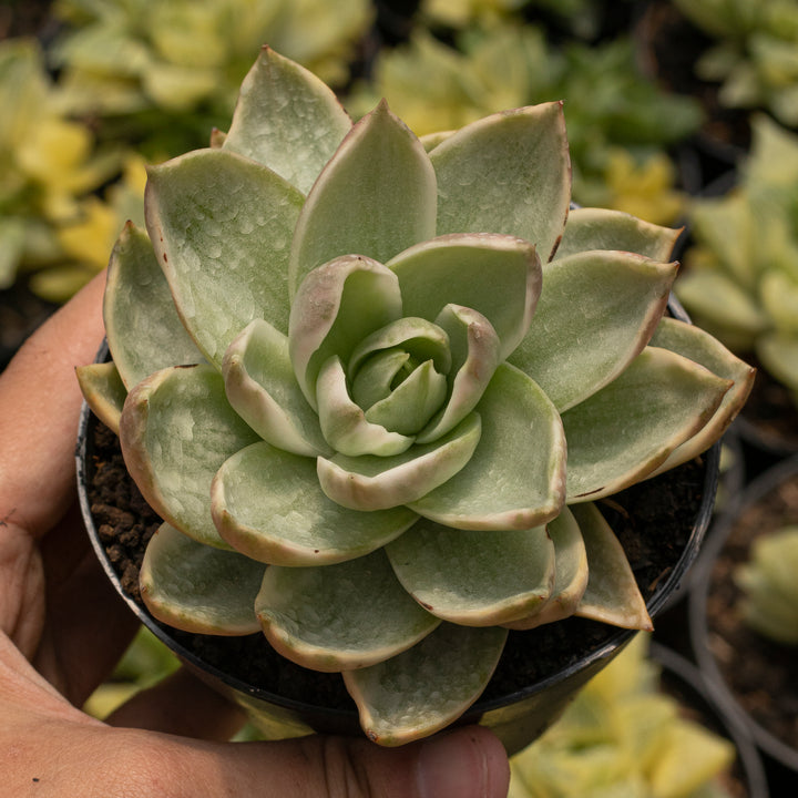 Echeveria Rubella