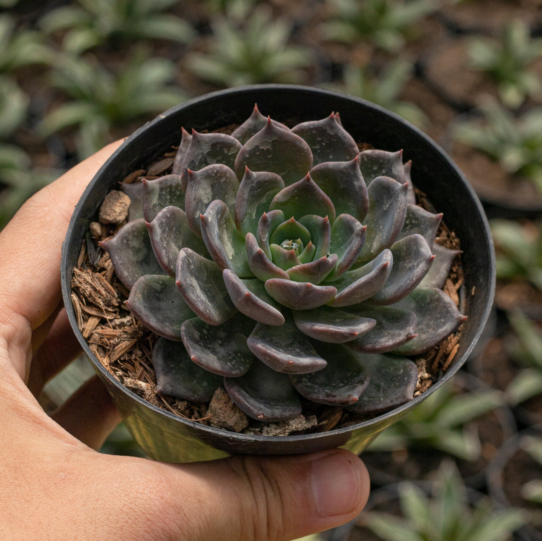 blue prince succulent Echeveria Blue Prince – Succulentasia