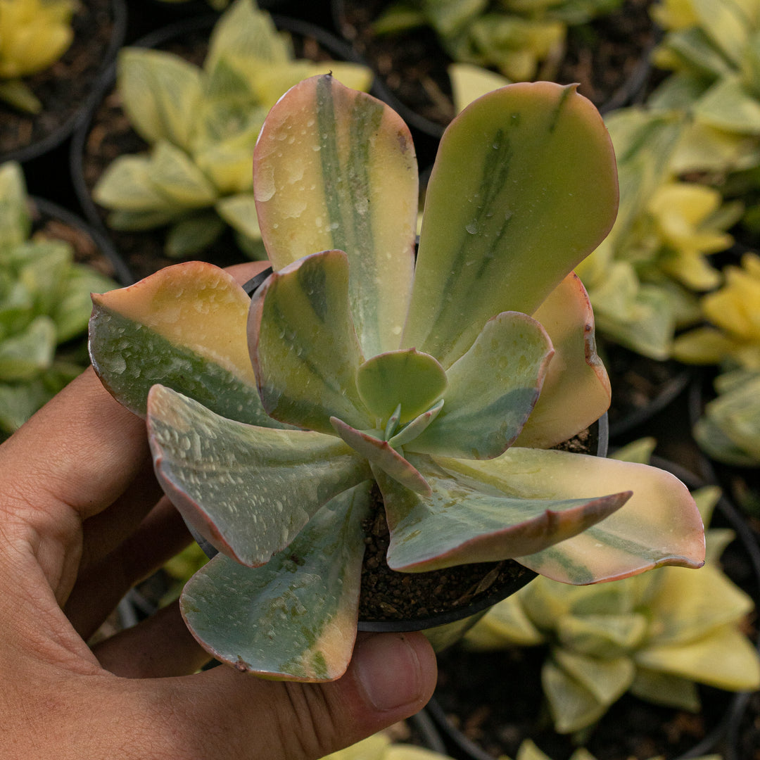 Echeveria Faulbunyan Variegated
