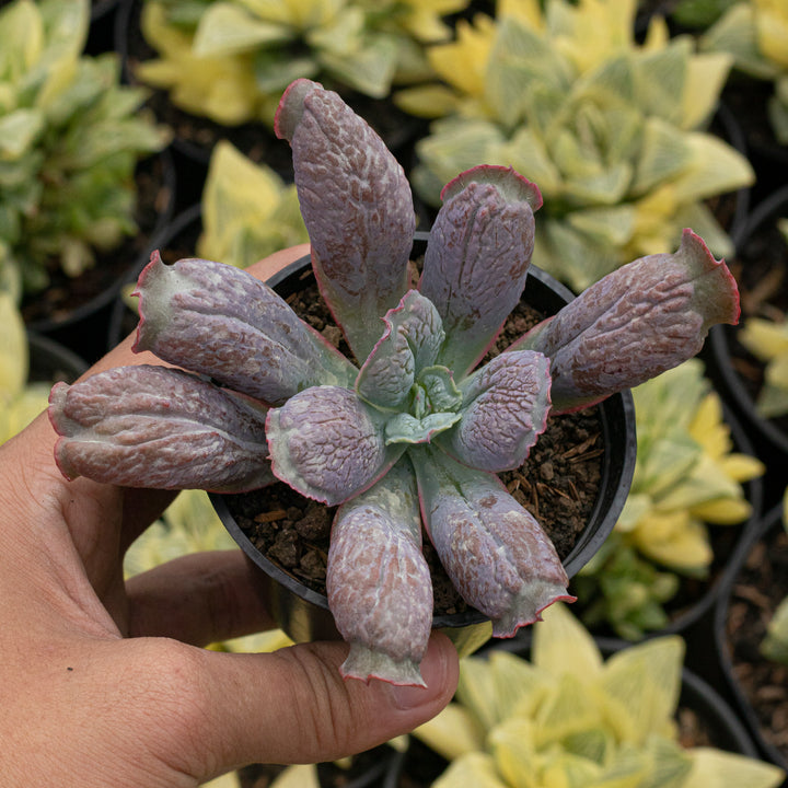 Echeveria Linguas