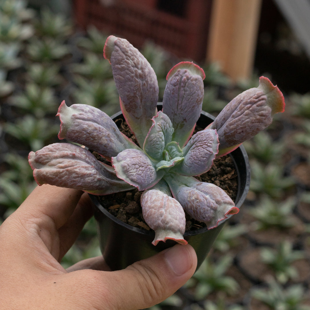 Echeveria Linguas