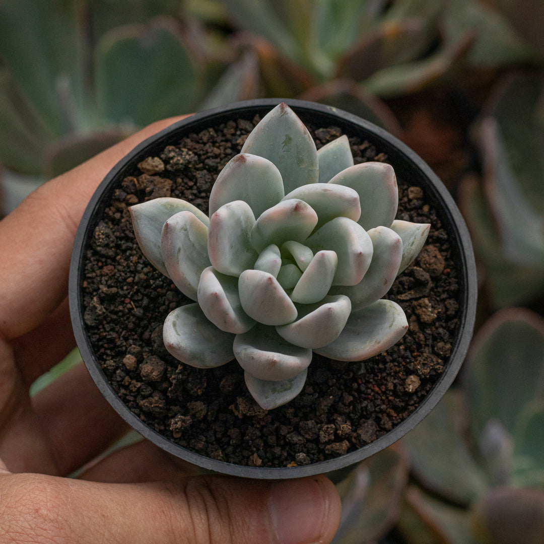 Jungle Fatigue ファティーグ OVY KAJA echeveria Echeveria – Succulentasia