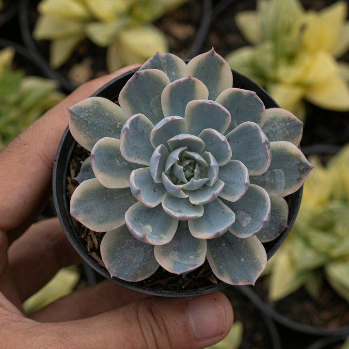 Echeveria Subsesilis Variegated