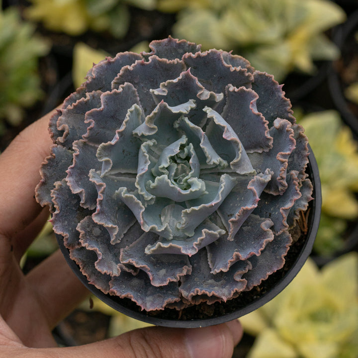 Echeveria truffles