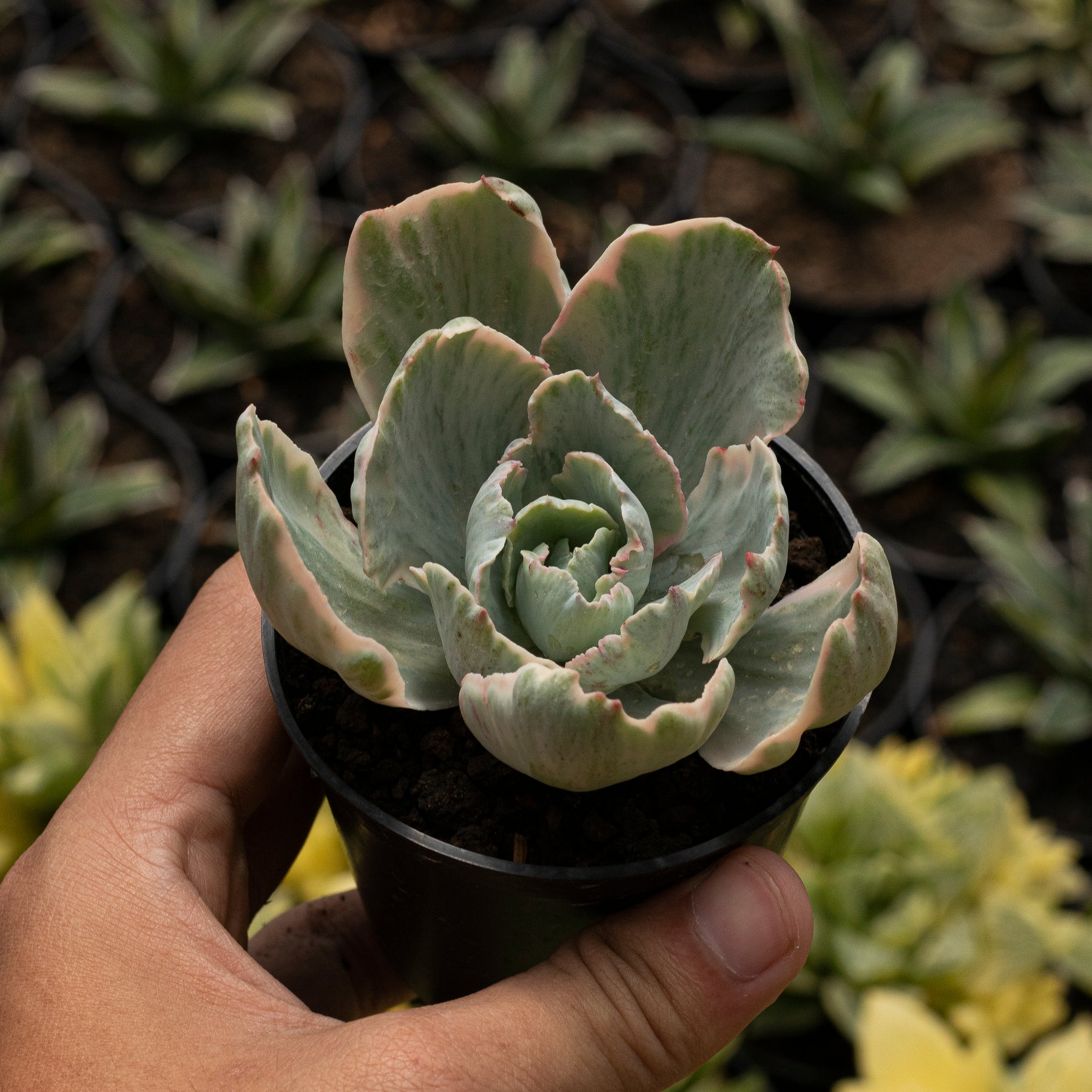 succulent white leaves Echeveria White Cloud – Succulentasia