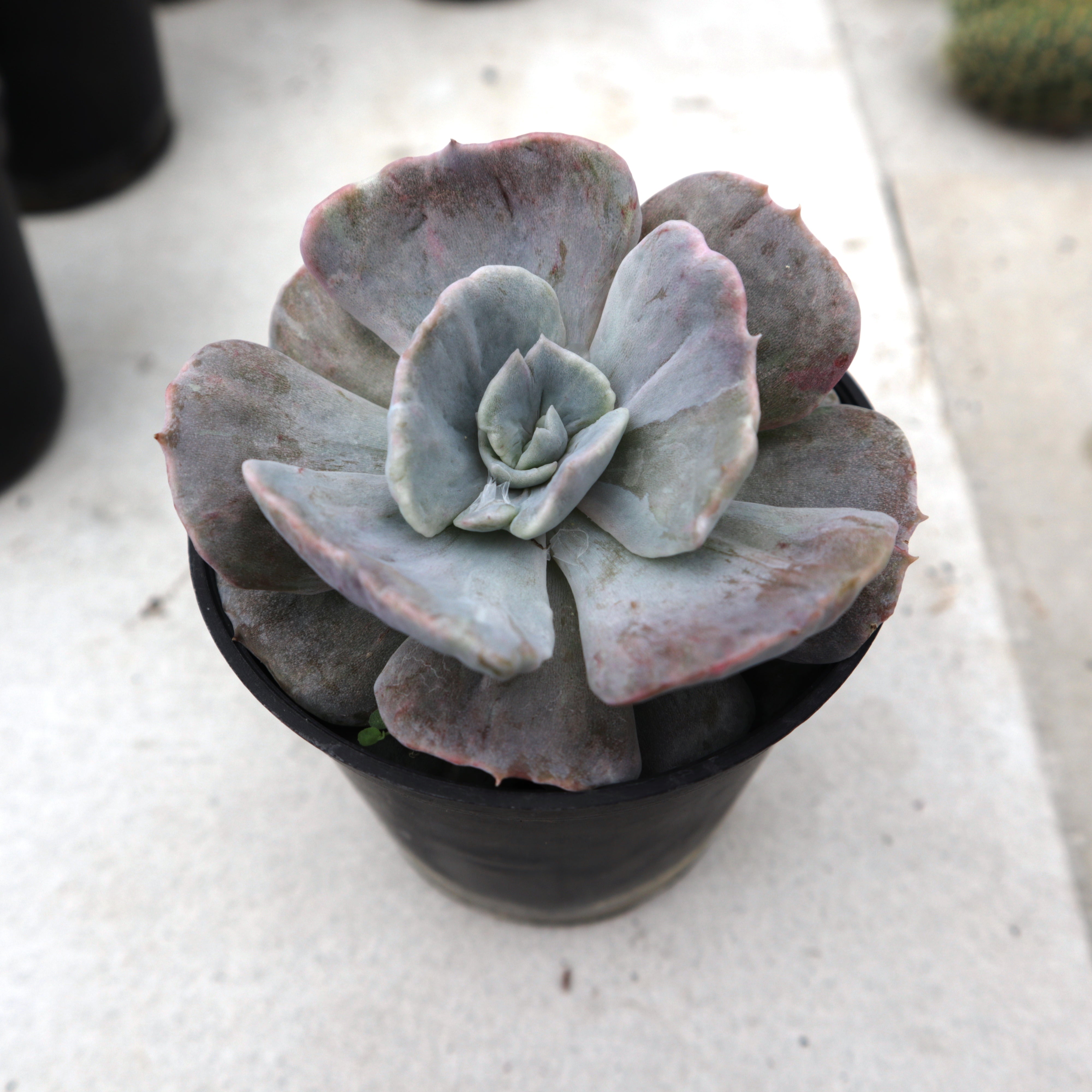 Echeveria Lilacina Hybrid – Succulentasia