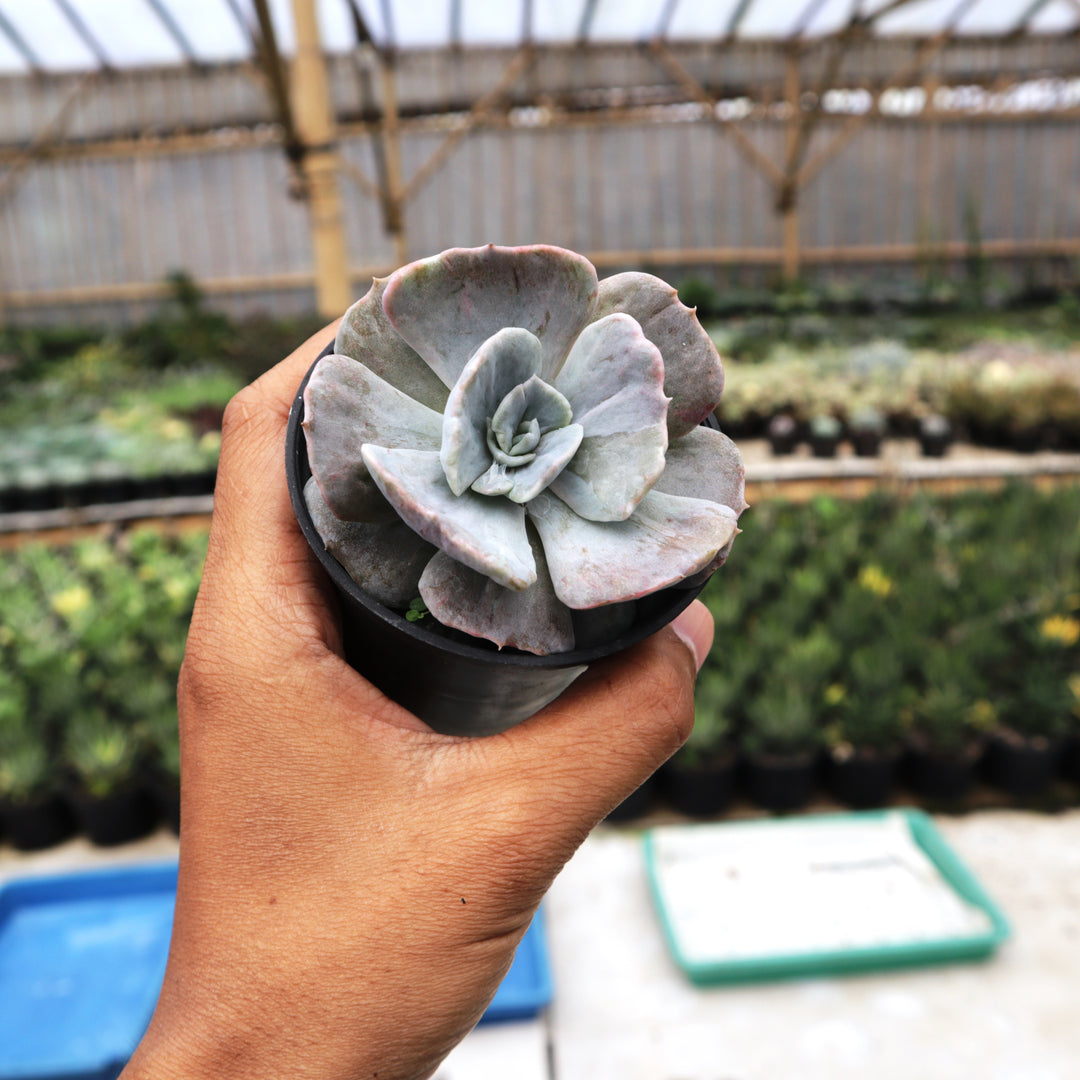 succulent lilacina Echeveria Lilacina Hybrid – Succulentasia
