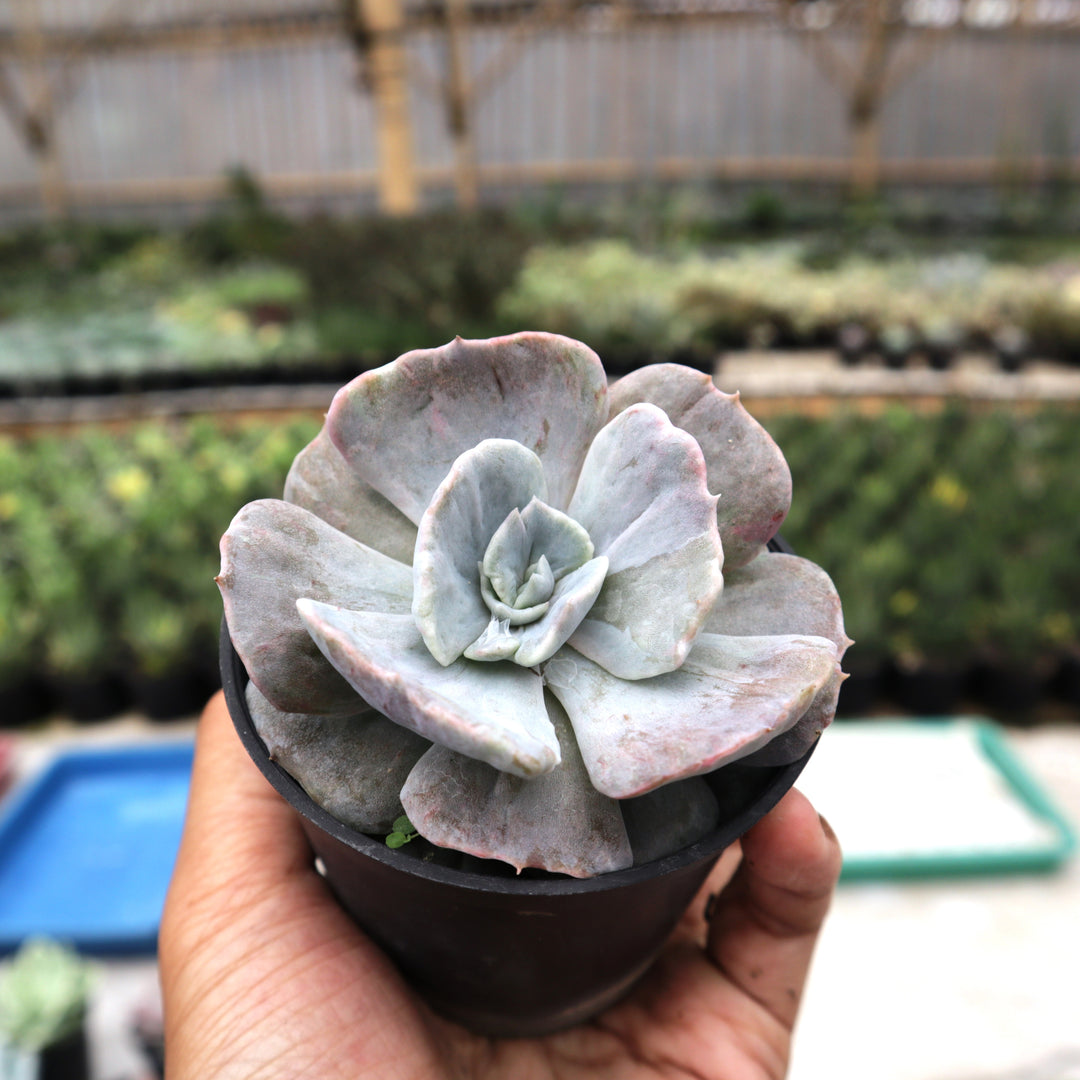 Echeveria Lilacina Hybrid