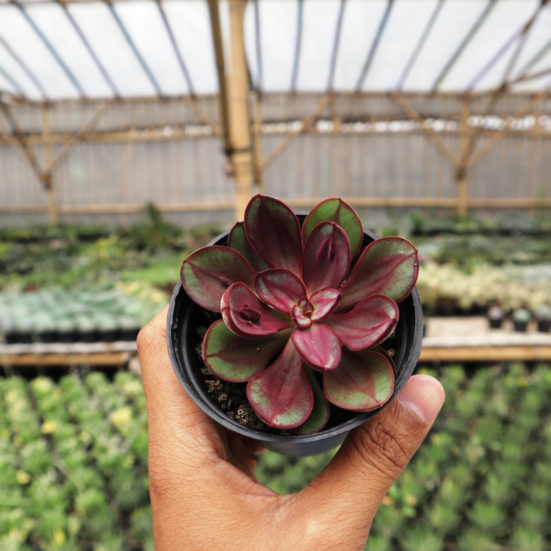 nodulosa succulent Echeveria Nodulosa – Succulentasia