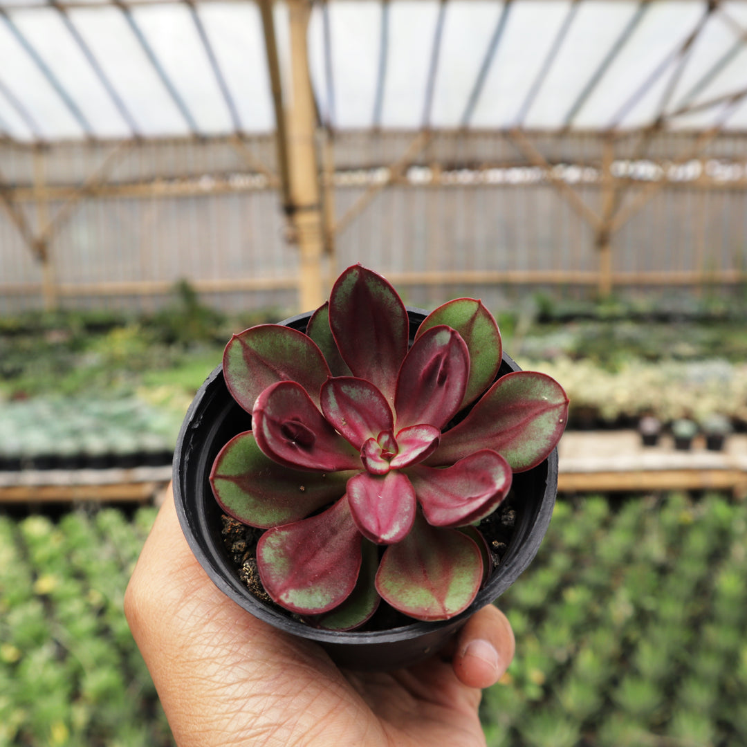 echeveria nodulosa succulent Echeveria Nodulosa – Succulentasia