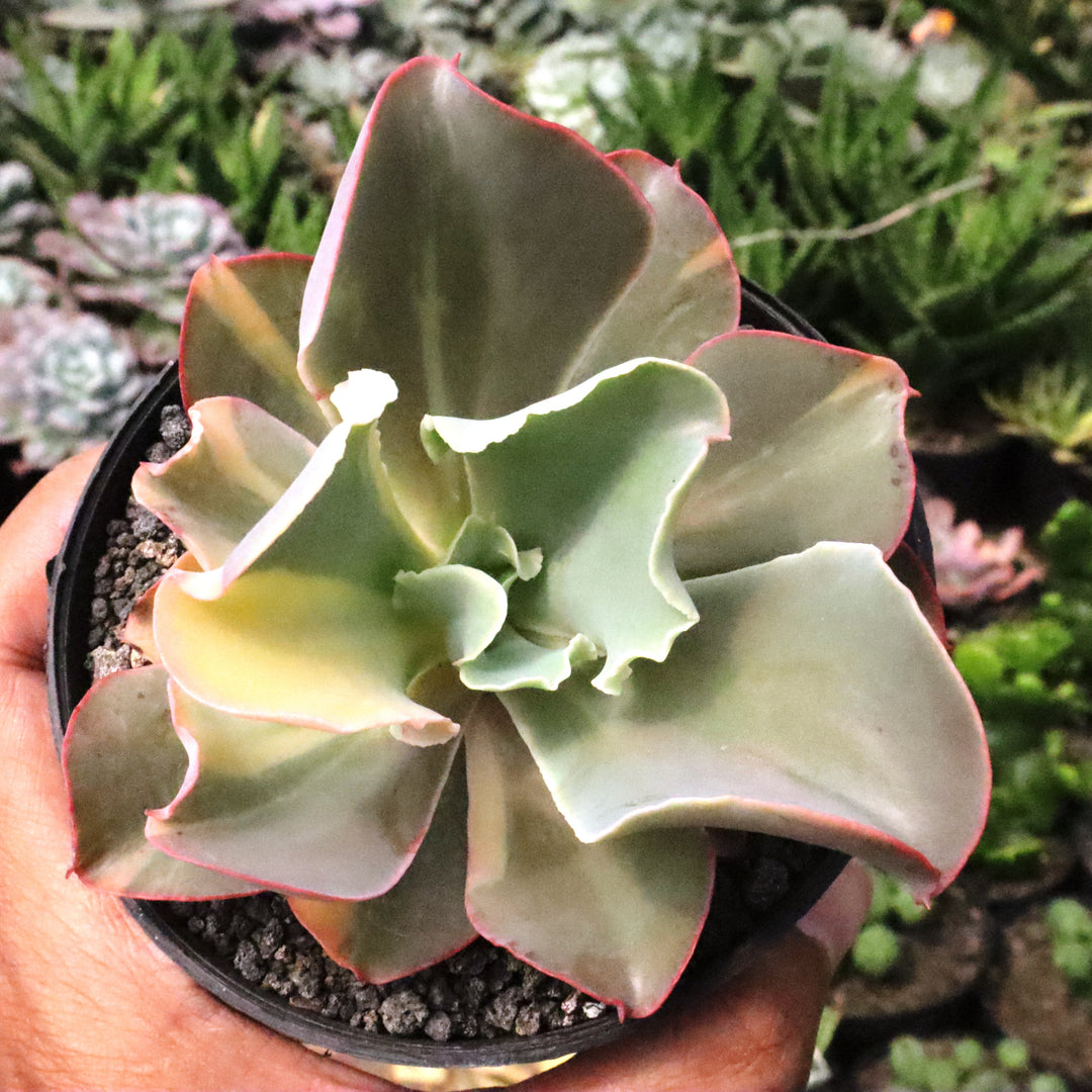 Echeveria Takasago No Okina Variegated