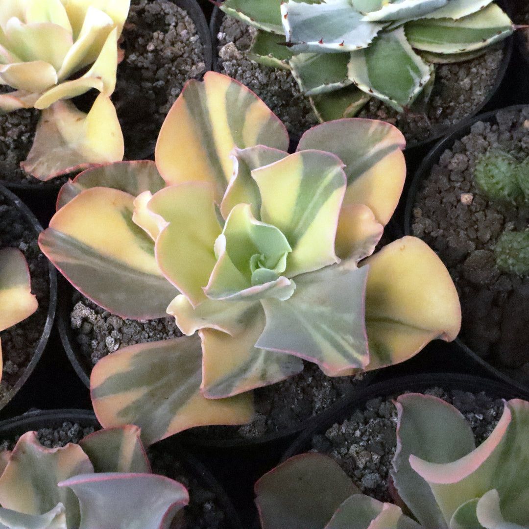 takasago no okina succulent Echeveria Takasago No Okina Variegated – Succulentasia