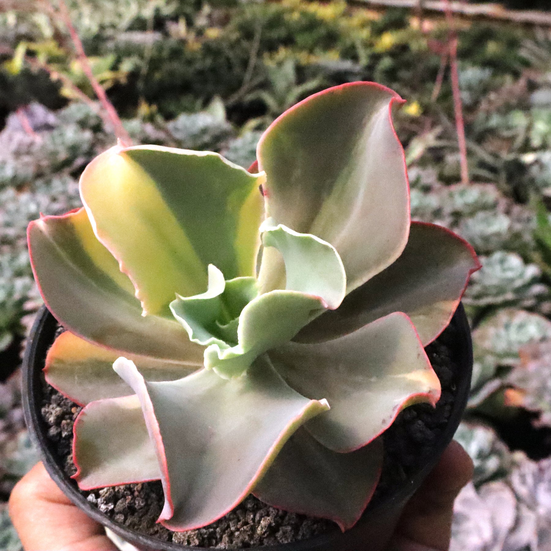 takasago no okina succulent Echeveria Takasago No Okina Variegated