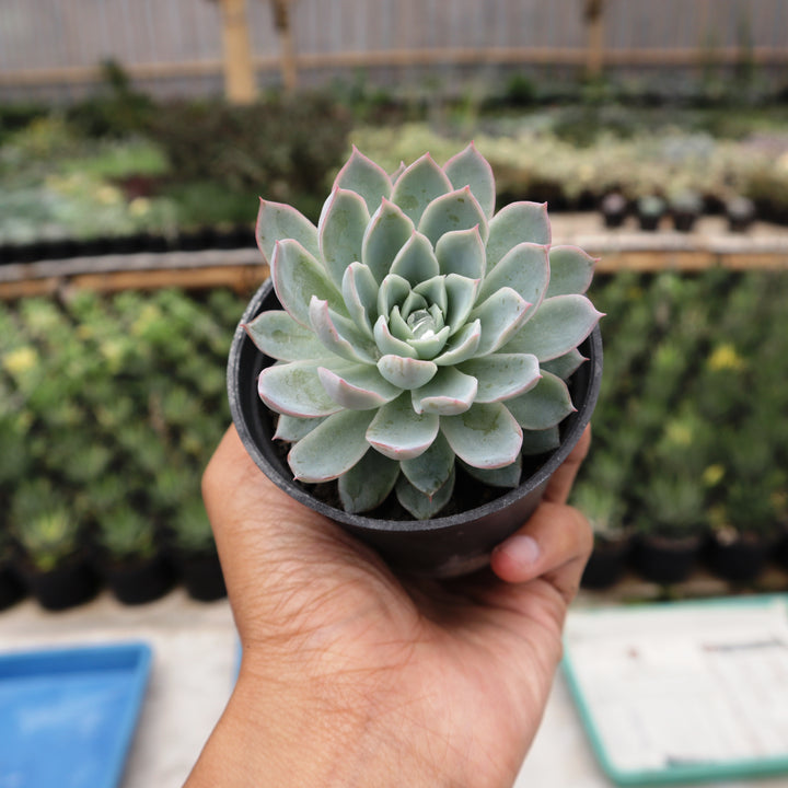 Echeveria Violet Queen