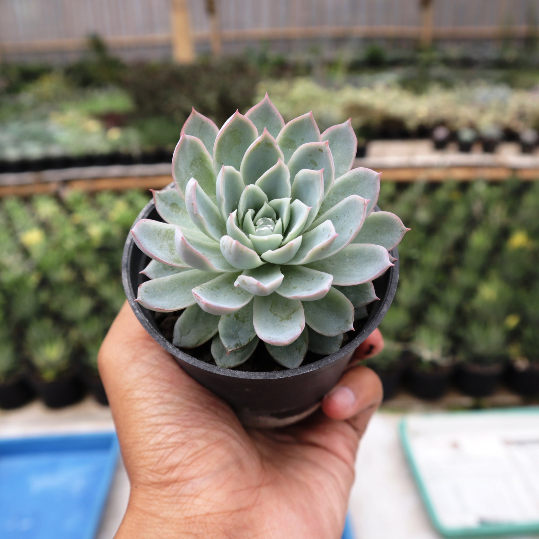 violet queen succulent Echeveria Violet Queen – Succulentasia