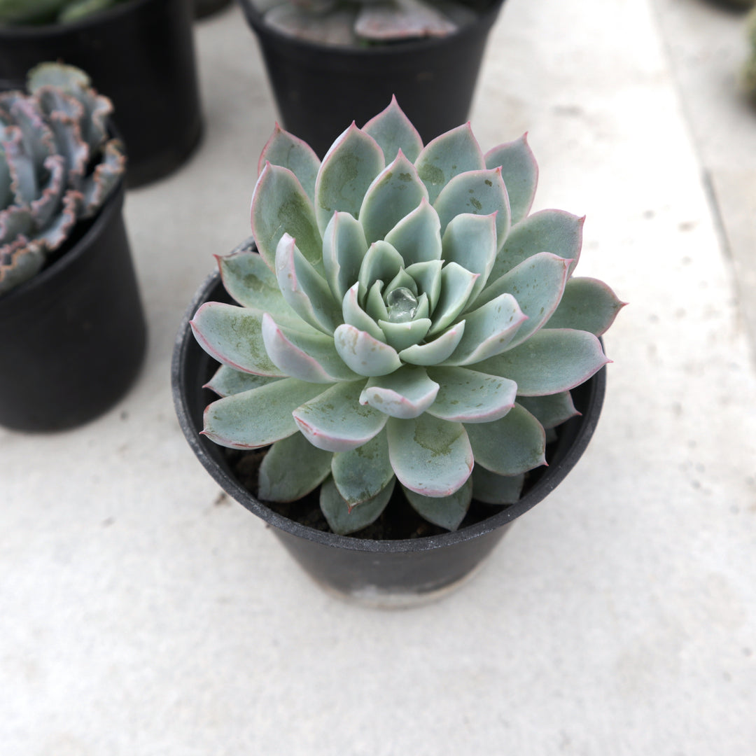 Echeveria Violet Queen