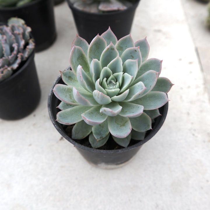Echeveria Violet Queen
