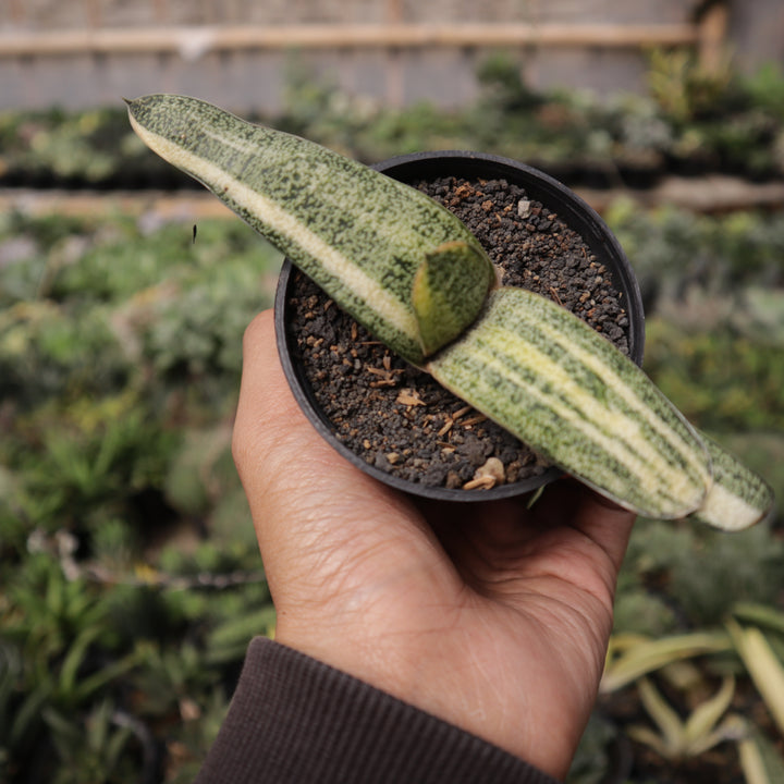 Gasteria Batesiana Variegate