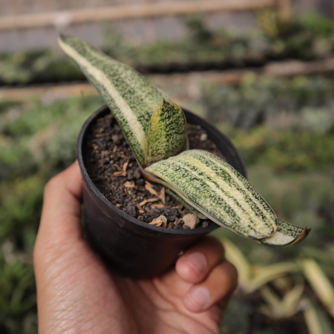 Gasteria Batesiana Variegate
