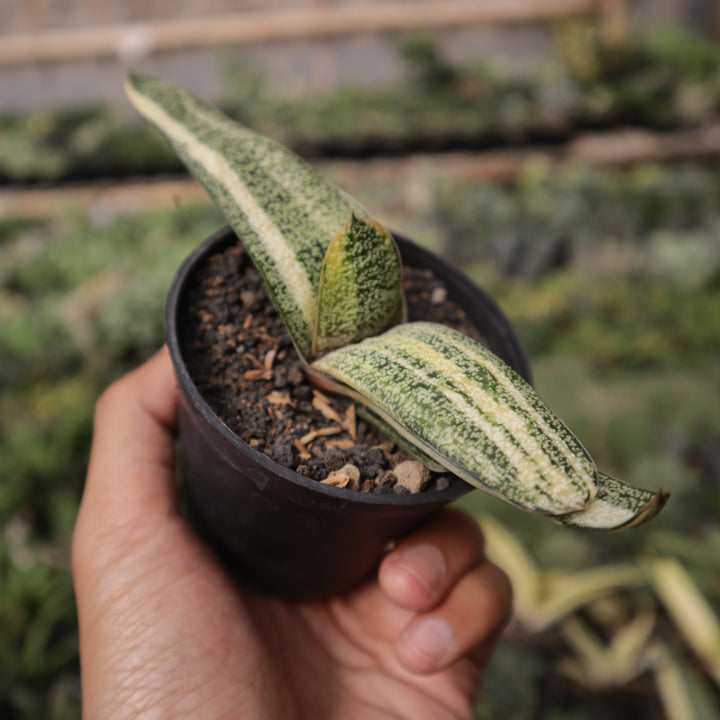 Gasteria Batesiana Variegate