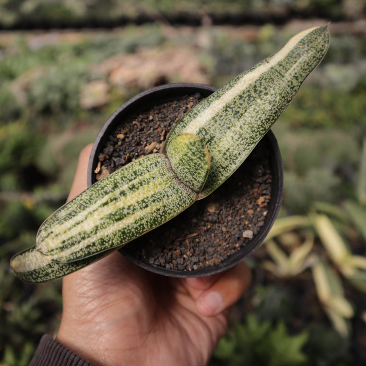 Gasteria Batesiana Variegate