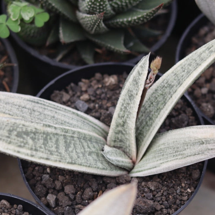 Gasteria Batesyana Var White