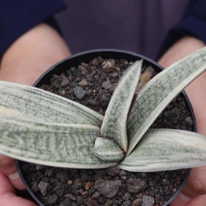 Gasteria Batesyana Var White