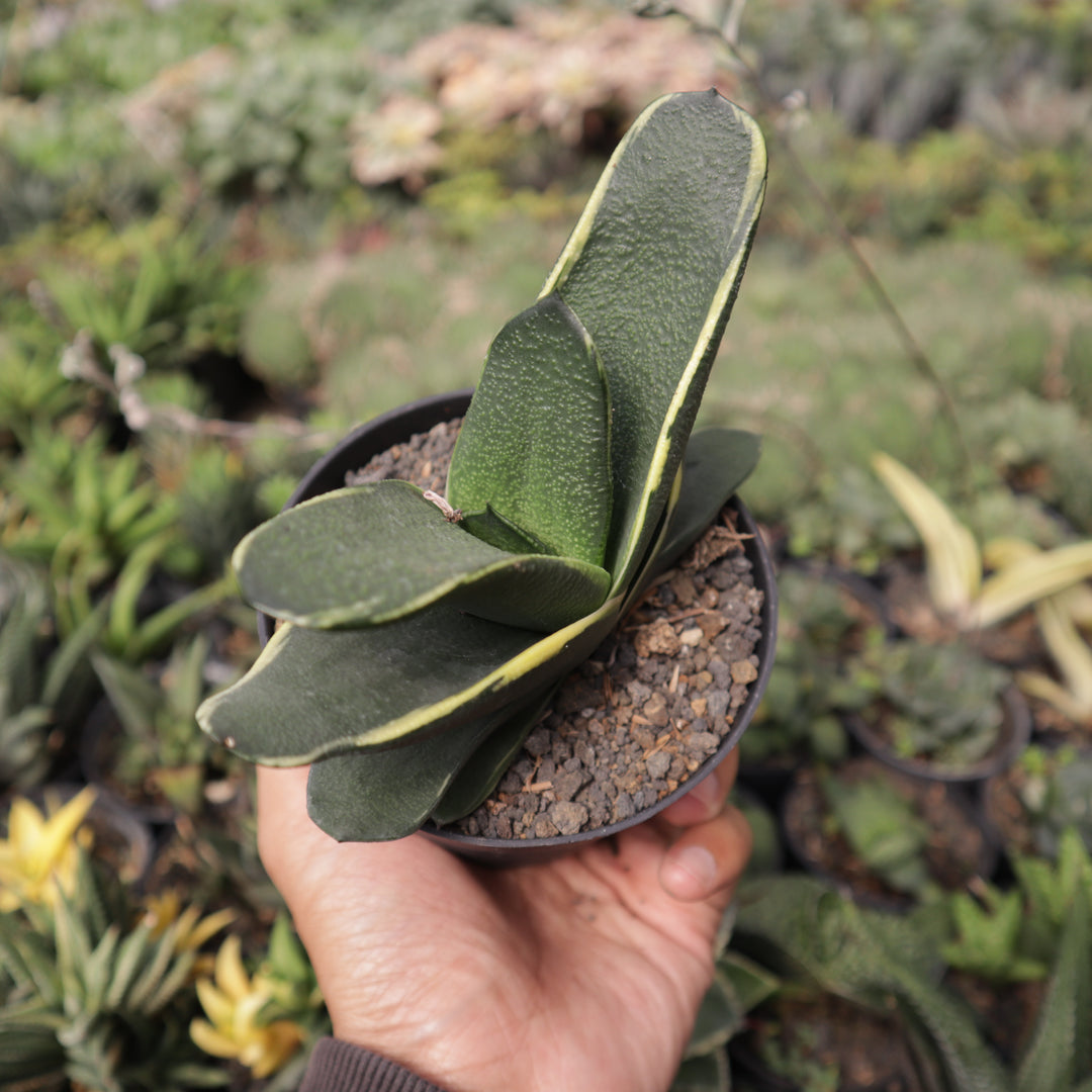 Gasteria Nitida