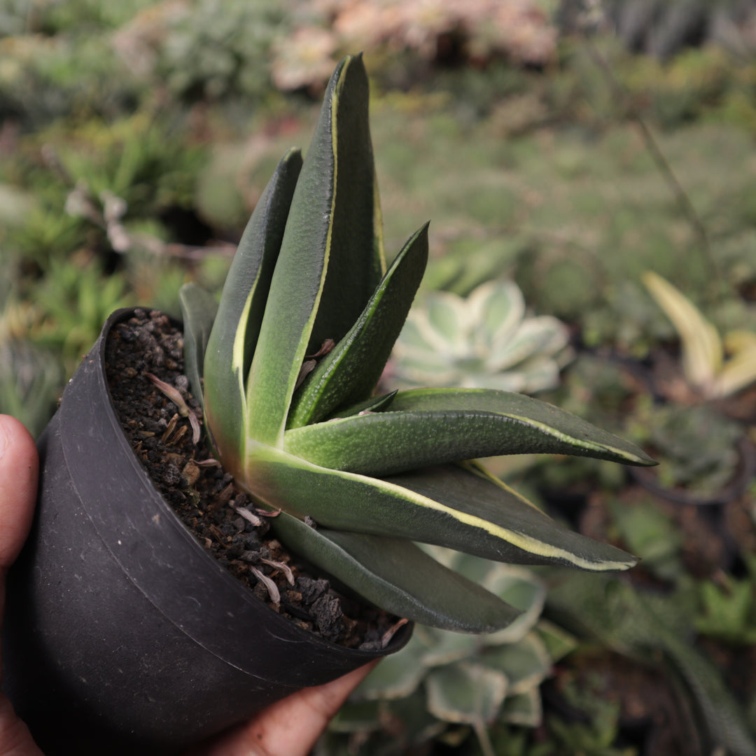 Gasteria Nitida