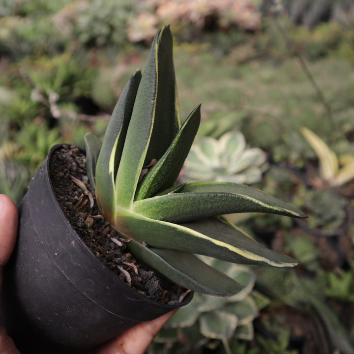 Gasteria Nitida