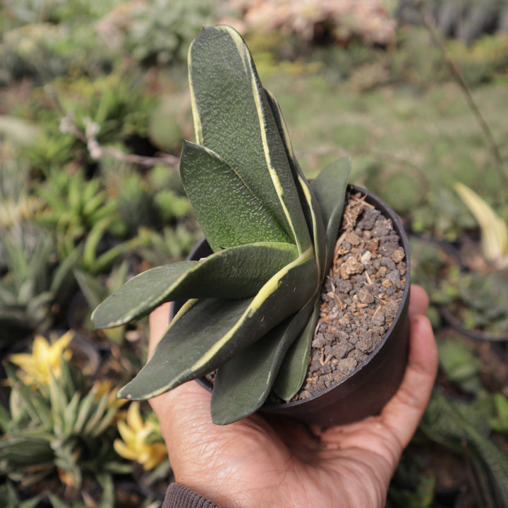 Gasteria Nitida