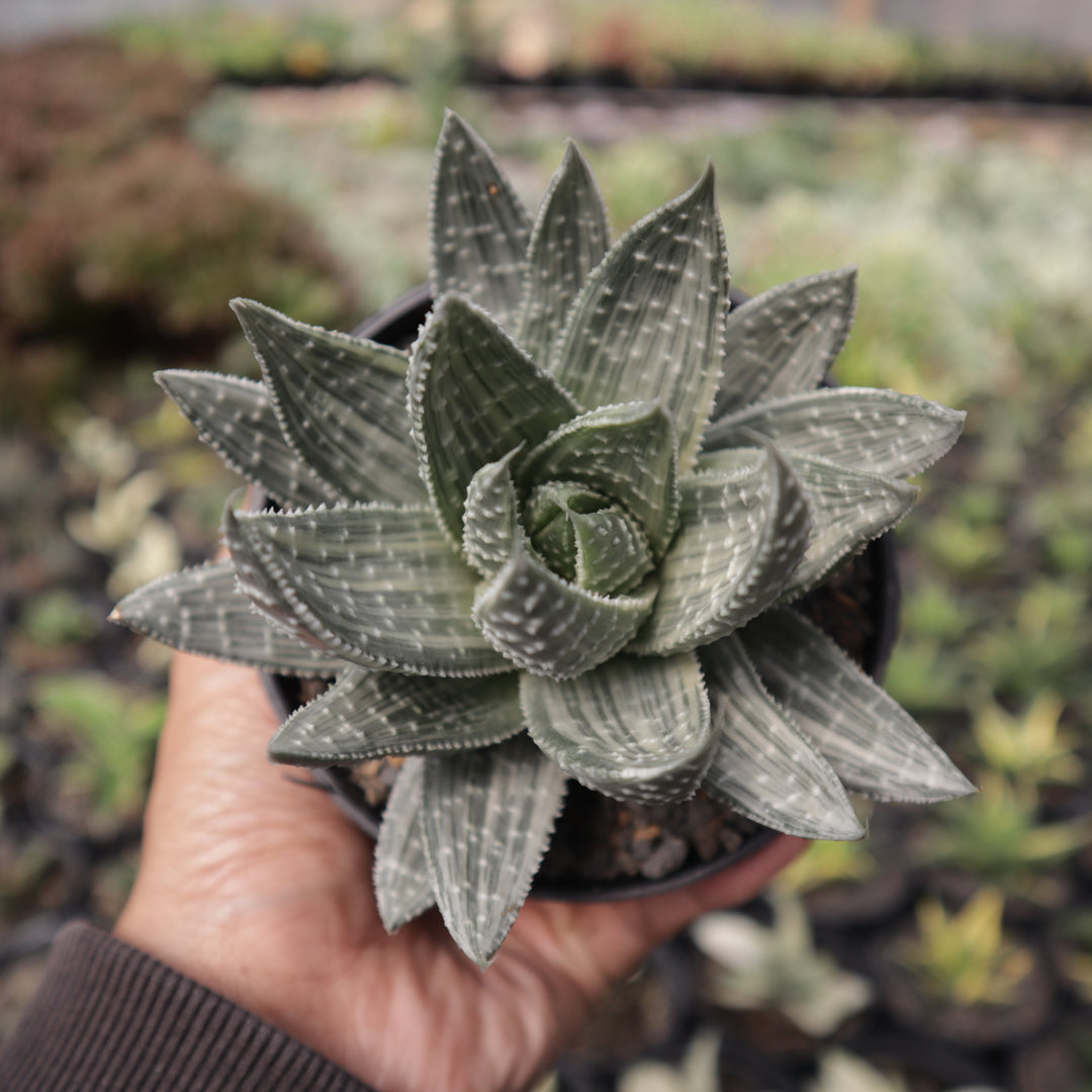 Gastrolea Beguinii Variegated