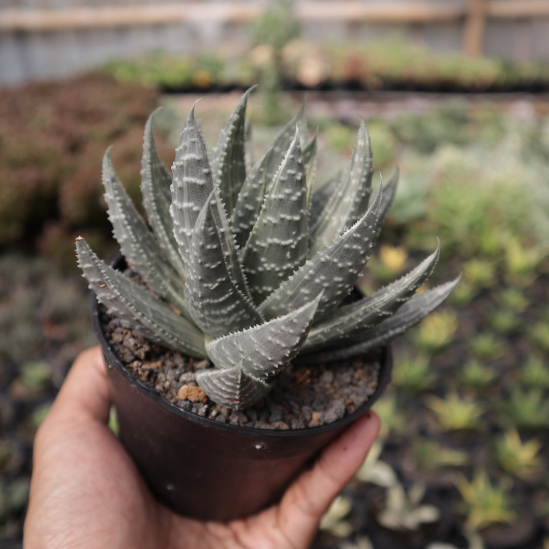 Gastrolea Beguinii Variegated