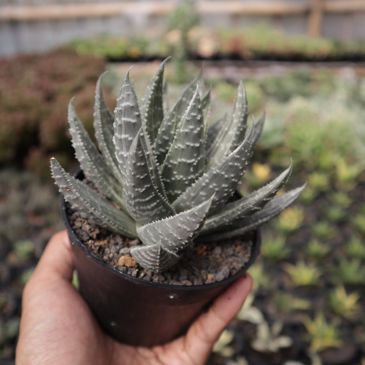 Gastrolea Beguinii Variegated